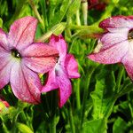 Nicotiana alata പുഷ്പം