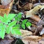 Osmorhiza longistylis Leaf