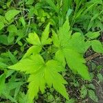 Anemone virginiana Leaf