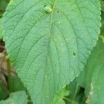 Lantana horrida Hoja