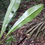 Rhabdodendron amazonicum Foglia
