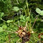 Potentilla grandiflora Leaf