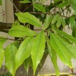 Quercus myrsinifolia Blatt