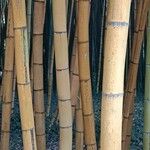 Phyllostachys aureosulcata Kůra