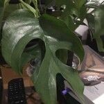 Monstera minima Blatt