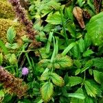 Astilbe rubra Leaf