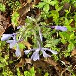 Sanicula canadensis Feuille