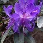 Rhododendron augustinii Blüte