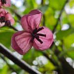 Akebia quinata Květ