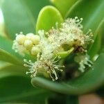 Longetia buxoides Blüte