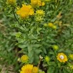 Pentanema spiraeifolium Flower