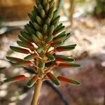 Aloe × delaetii Virág
