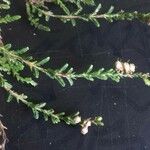 Calluna vulgaris 葉