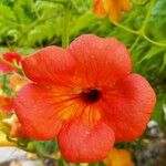 Campsis grandiflora Fula