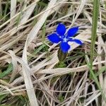 Gentiana nivalisLorea