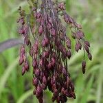 Panicum miliaceum Fruit