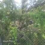 Juniperus bermudiana 整株植物