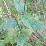 Circaea lutetiana Leaf