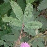 Mimosa pudica Leaf