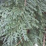 Thuja occidentalis Blad