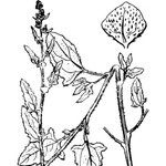 Atriplex glabriuscula Máis