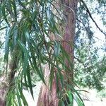 Podocarpus salignus Fulla
