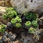 Limonium minutum Foglia