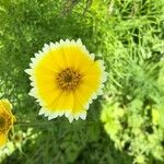 Layia platyglossa Flor