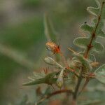 Solanum pyracanthos Цветок