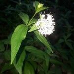 Asperula taurina Flor