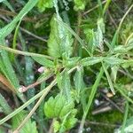 Epilobium roseum Costuma