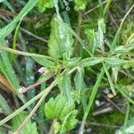 Epilobium roseum Habitat