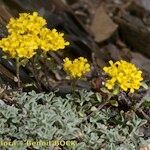 Alyssum alpestre Diğer