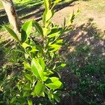 Gymnanthes lucida Leaf