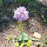 Neotinea tridentata Flower