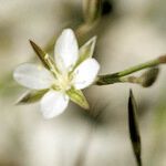 Bufonia perennis Квітка