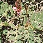 Indigofera schimperi 葉