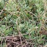 Atriplex portulacoides ഇല