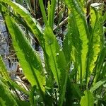 Rumex hydrolapathum Leaf