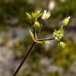 Cerastium semidecandrum Kukka