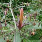 Musschia wollastonii Flower