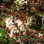 Acianthus tenuilabris Habit
