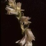 Spiranthes vernalis ᱵᱟᱦᱟ