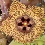 Huernia hystrix