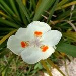 Dietes iridioides Flor