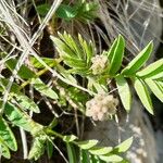 Hedysarum hedysaroides Blomst