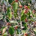 Ficus benghalensisFlower