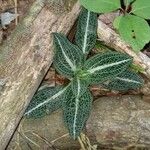 Goodyera pubescens Blatt