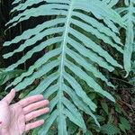 Phlebodium pseudoaureum Leaf