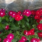 Impatiens wallerianaFiore